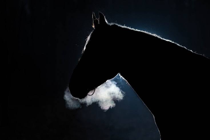 horse in the cold night