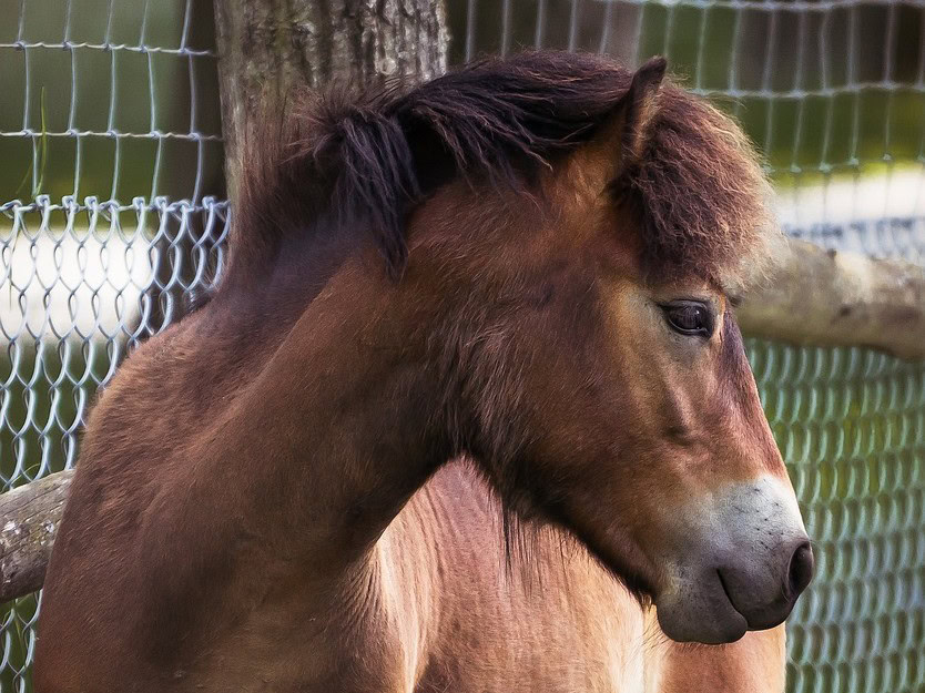 horse inside wire fencing