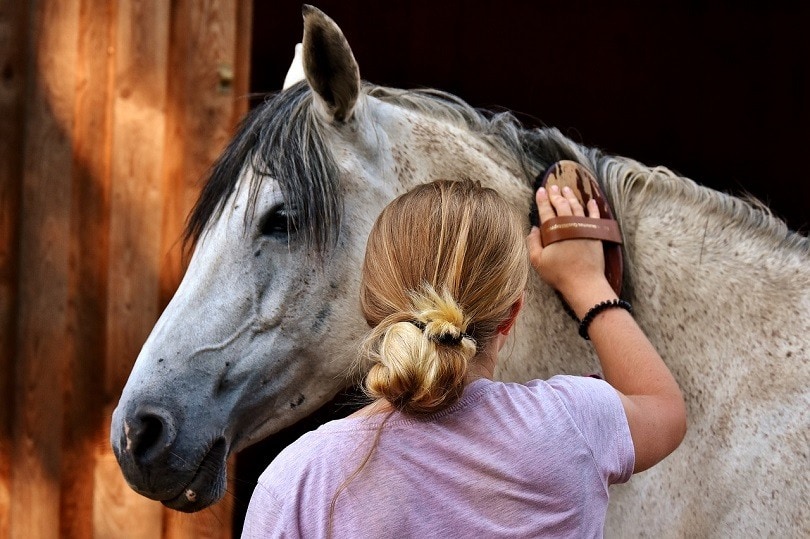 Horse grooming_Pixabay