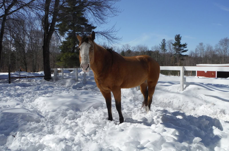 horse standing in the snow