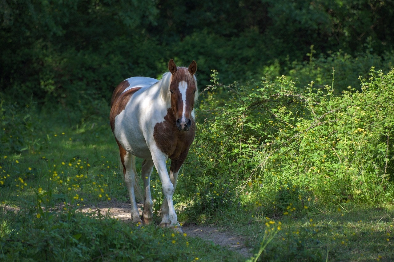 horse walking