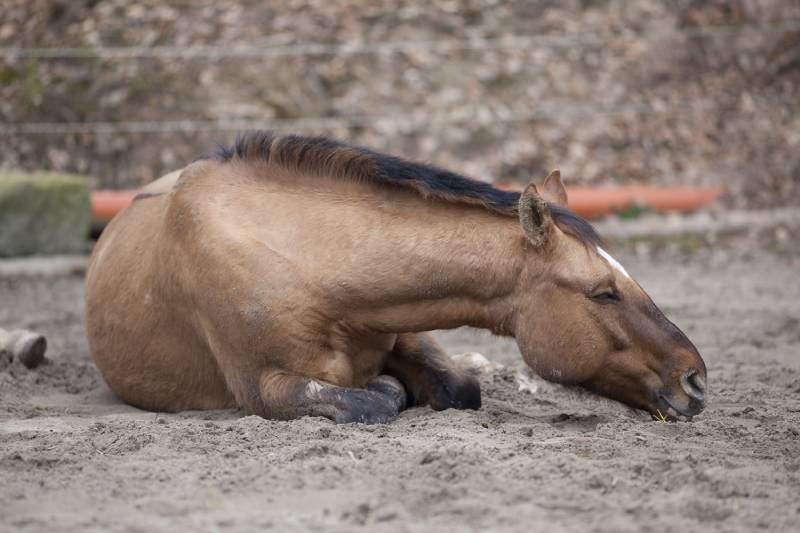 horse with colic laying down and sleeping outside