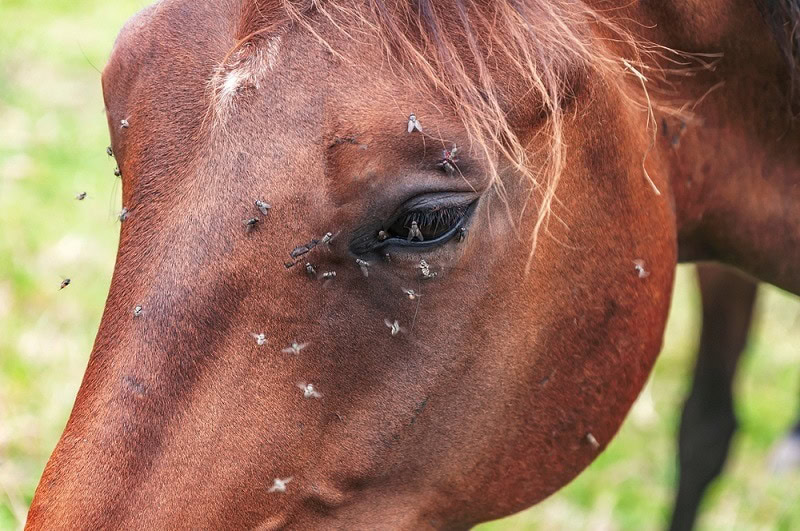 horse with flies_Shutterstock_JADA photos