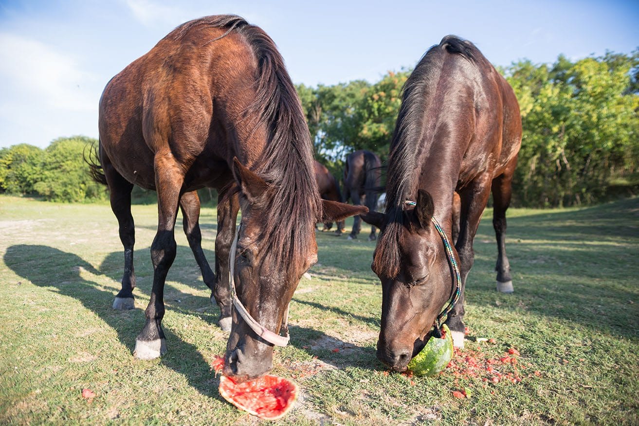 horses eating watermelon