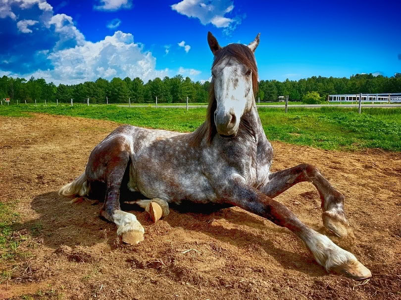 horses-lying-down-pixabay4