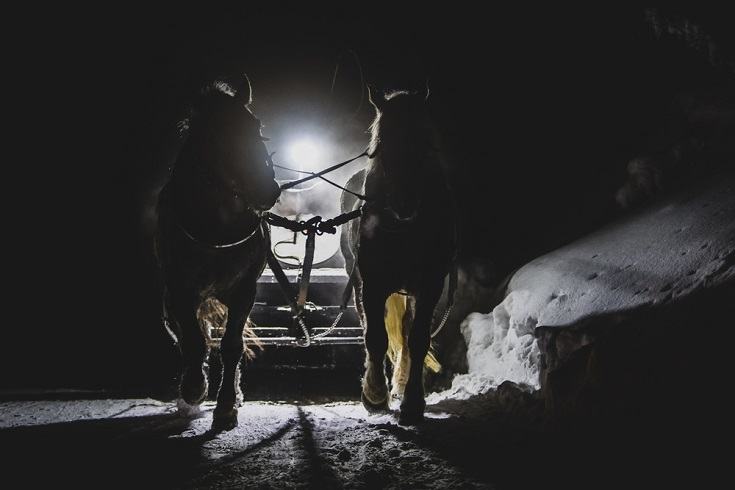 horses on snow at night