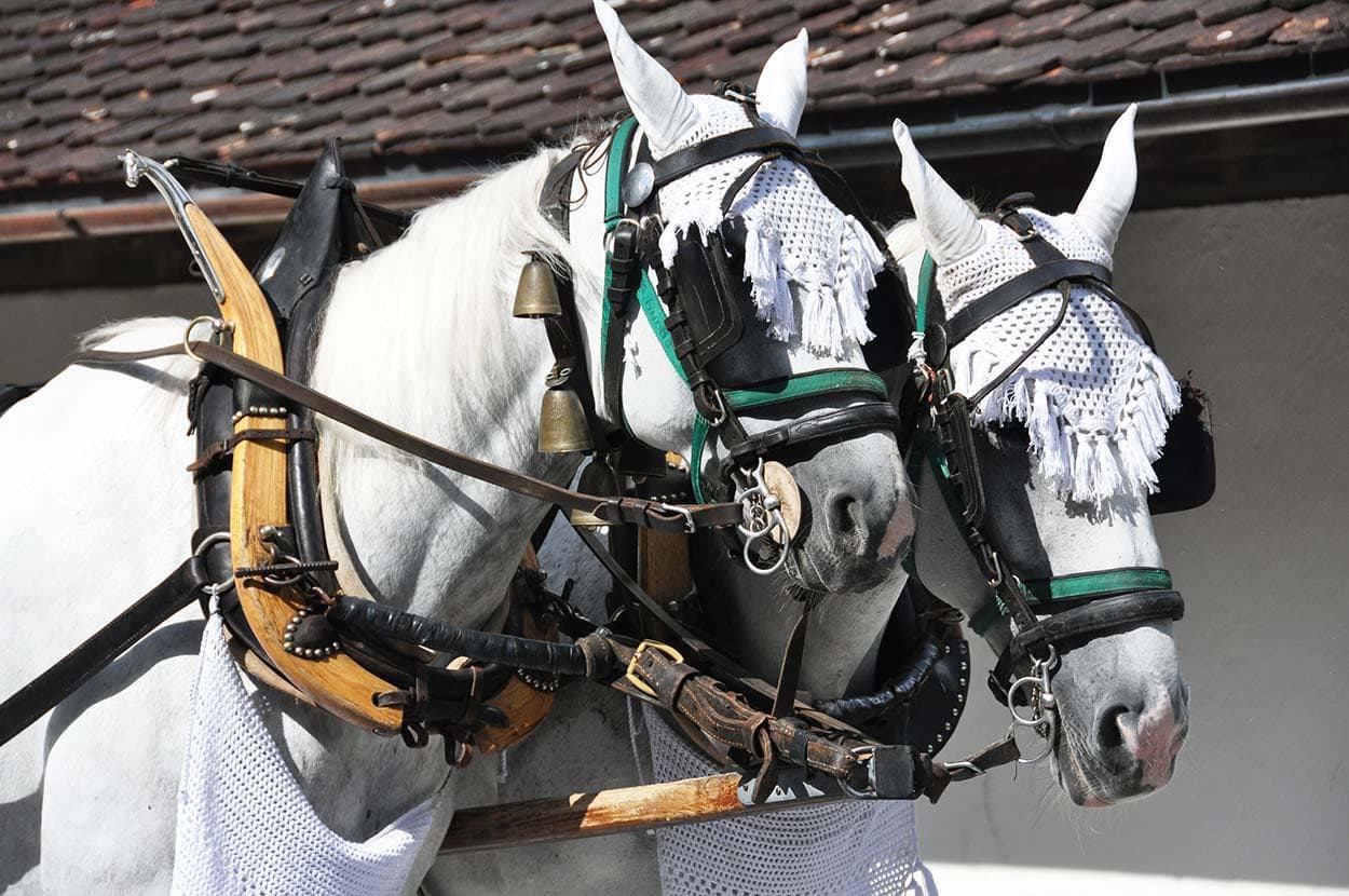 Pair,Of,Horhorses with eye coversses,In,Harness.,Switzerland