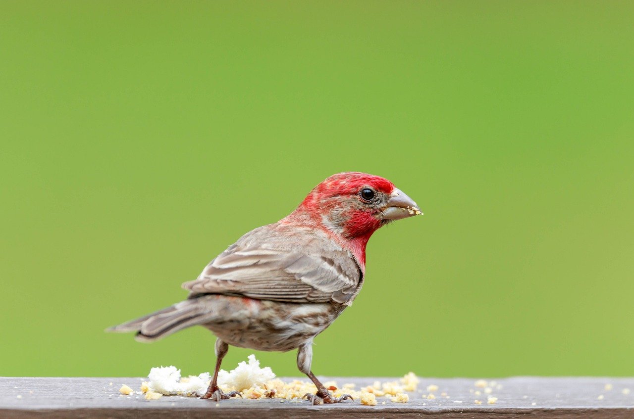 house finch