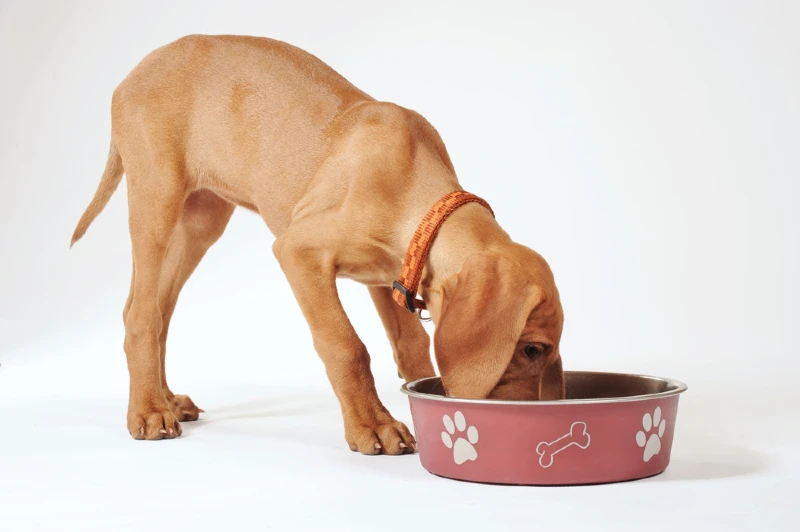 hungarian vizsla puppy dog eating food from a bowl