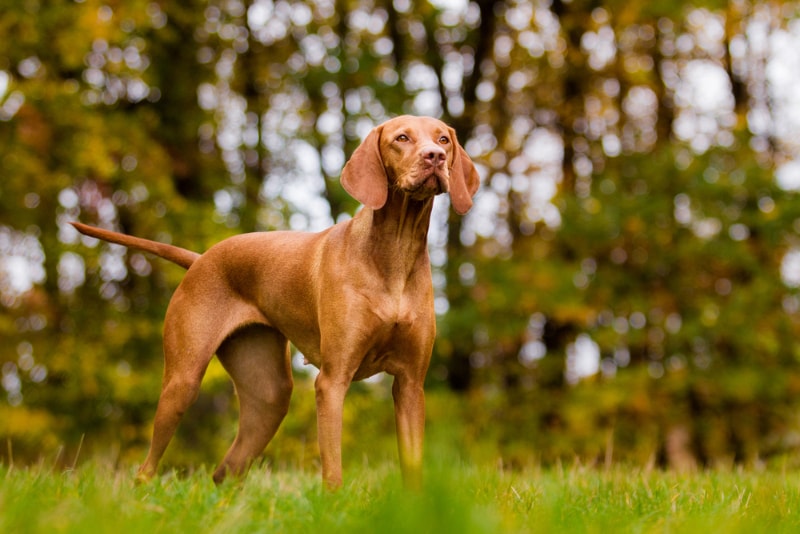 hungarian vizsla standing on grass