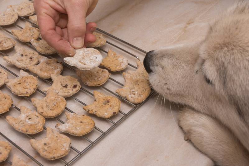 husky dog waiting for owner to give him the homemade treat