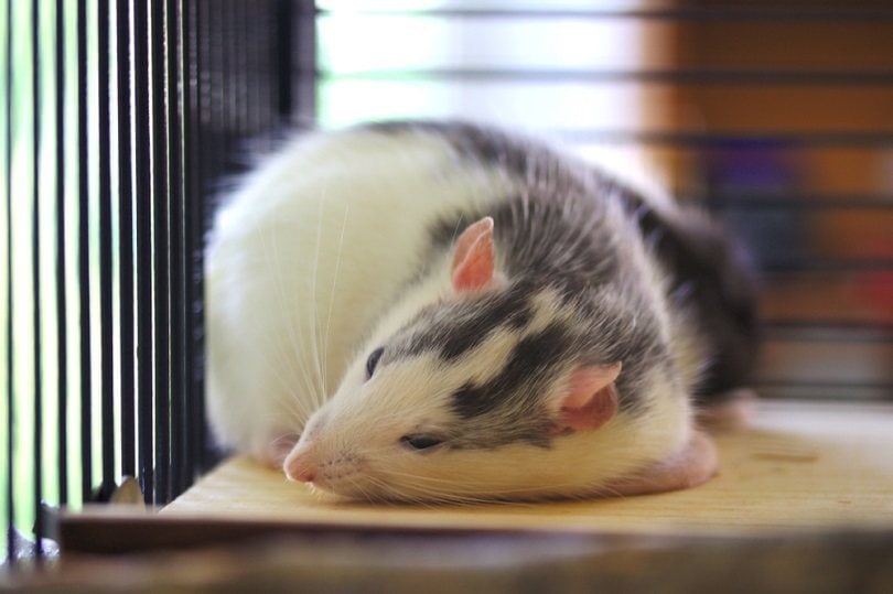 husky rat relaxing_Lauredin_shutterstock