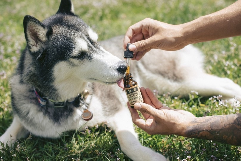 husky taking hemp cbd oil