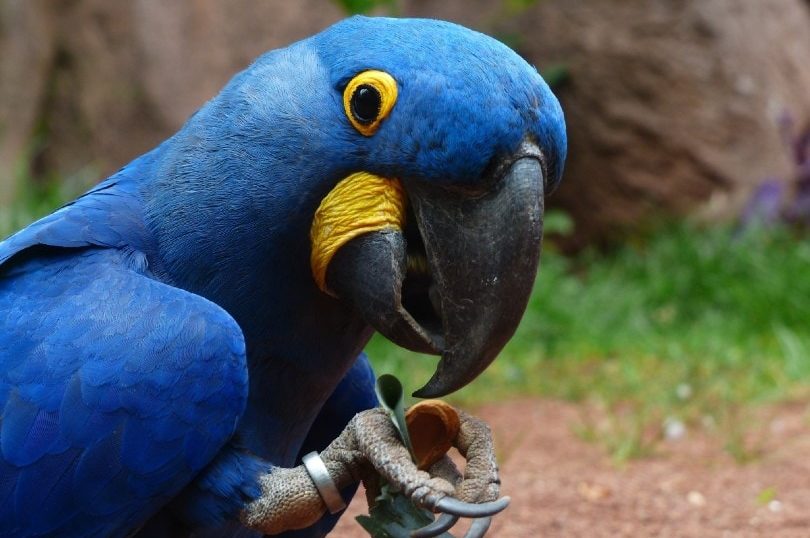 Hyacinth Macaw