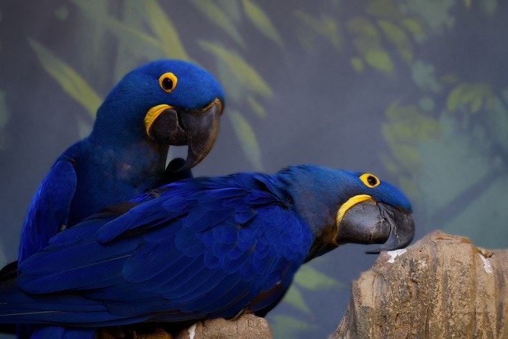 hyacinth macaw