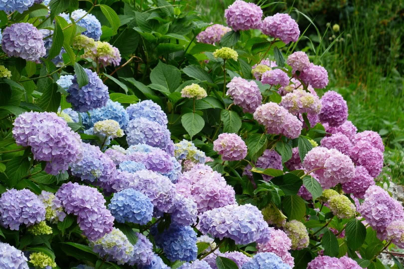 hydrangeas in the wild