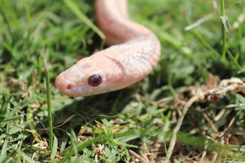 hypo lavender corn snake bending to the side