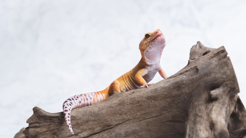 hypo leopard gecko on wood