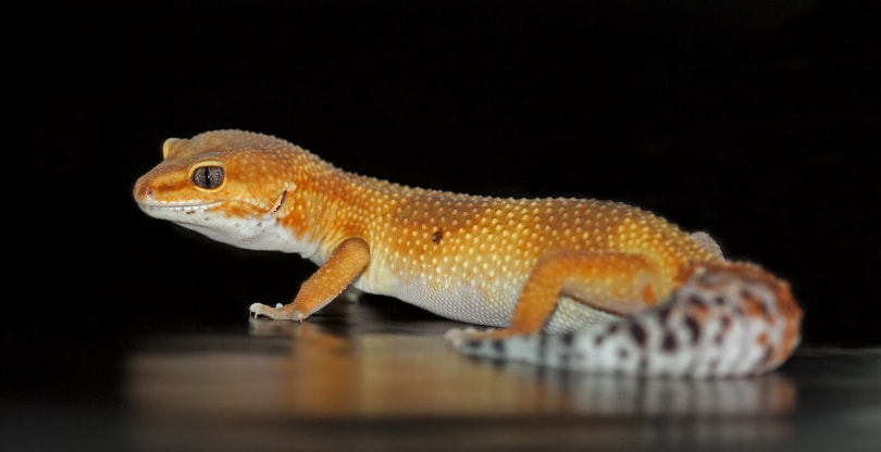 hypo leopard gecko