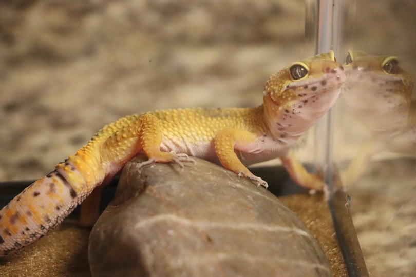 hypo leopard gecko