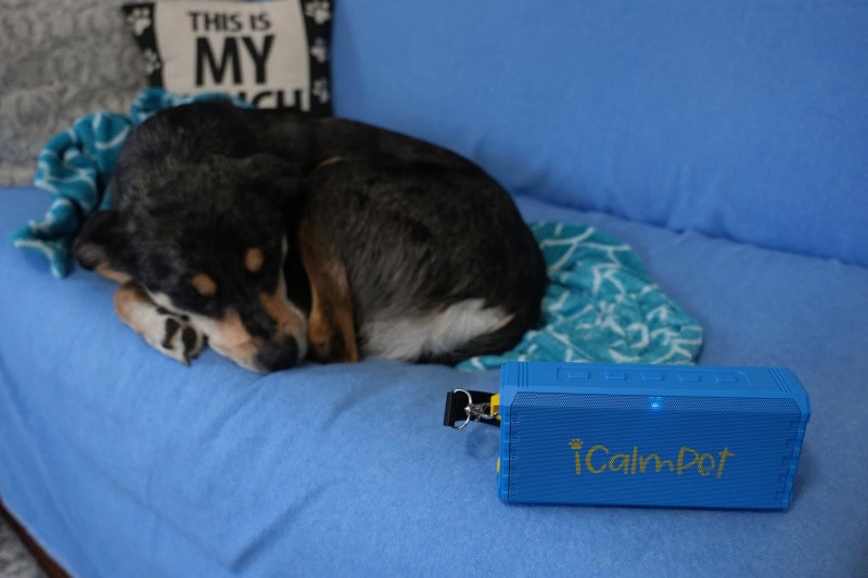 iCalmPet Ruff n' Ready Speaker - elo sleeping with the speaker on
