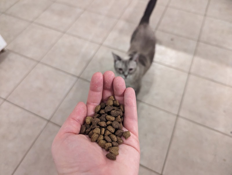 iams dry cat food on hand