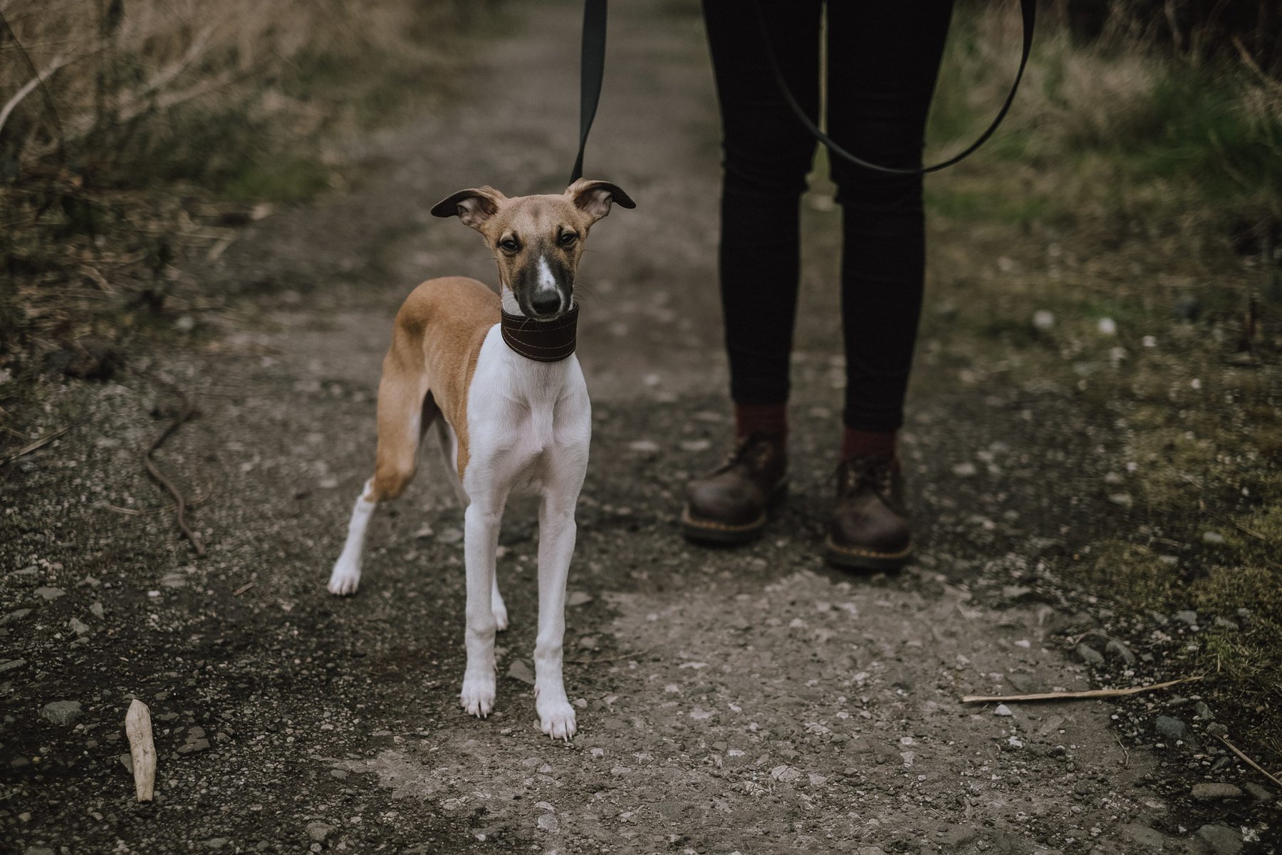 ibizan hound walk_Unsplash
