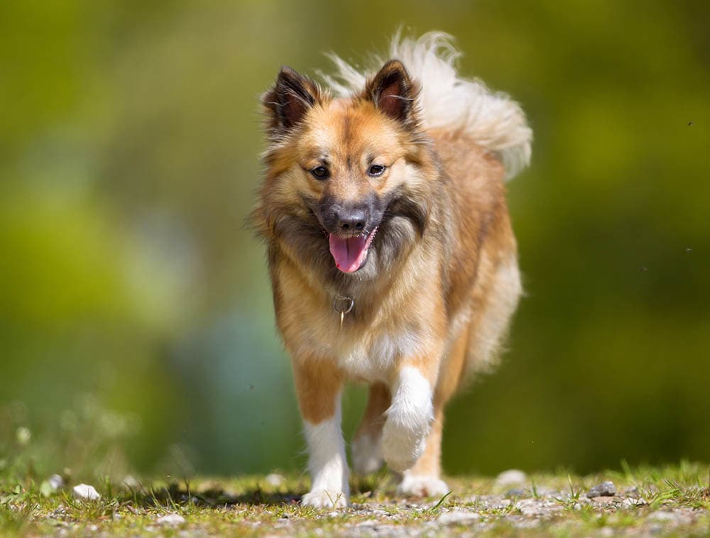 icelandic sheepdog