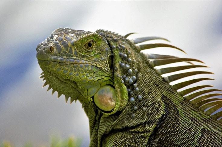 iguana close up