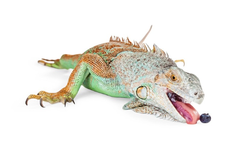 iguana eating a blueberry