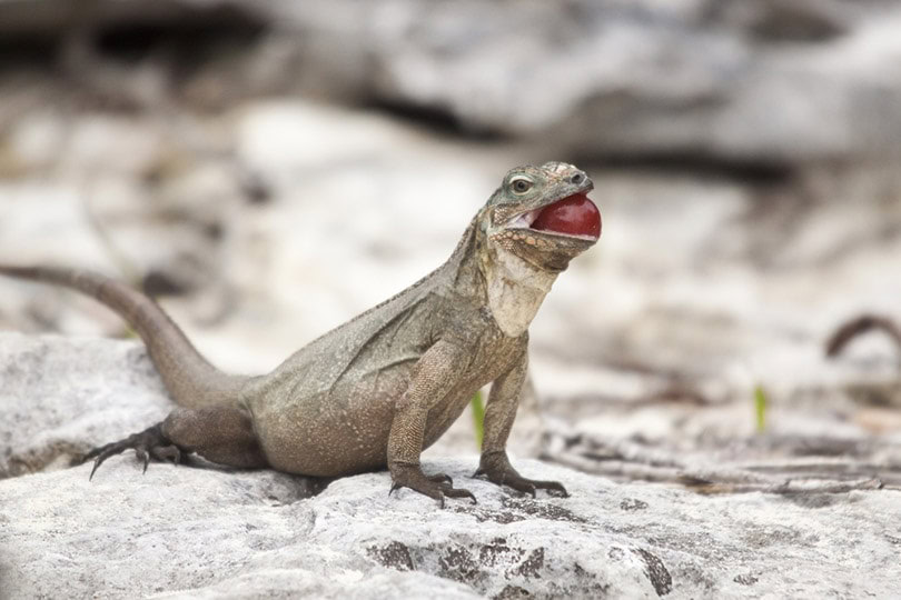 iguana eating a grape