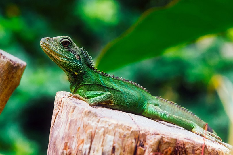 iguana hatchling in nature