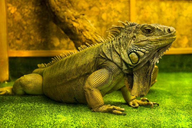 iguana on a carpeted floor