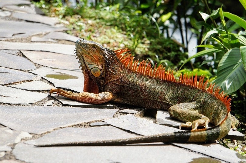 iguana reptile