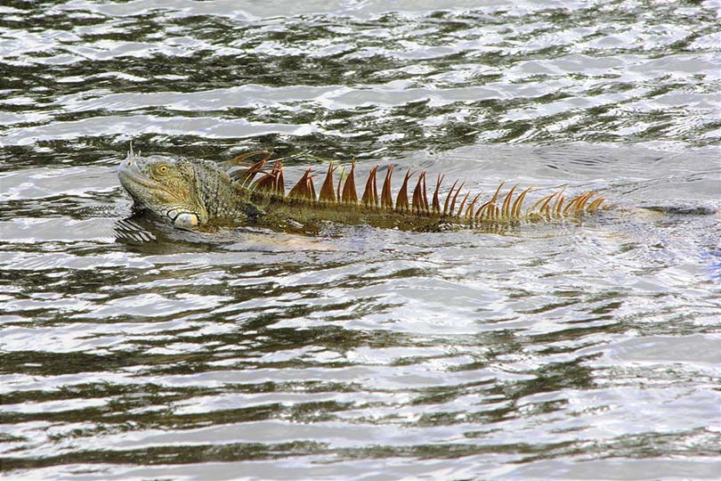 iguana swimming
