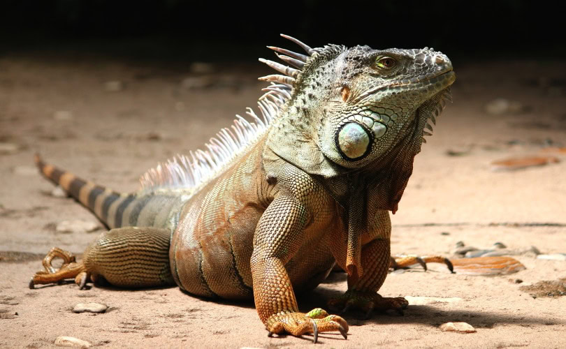iguana_Ulrike Mai_Pixabay