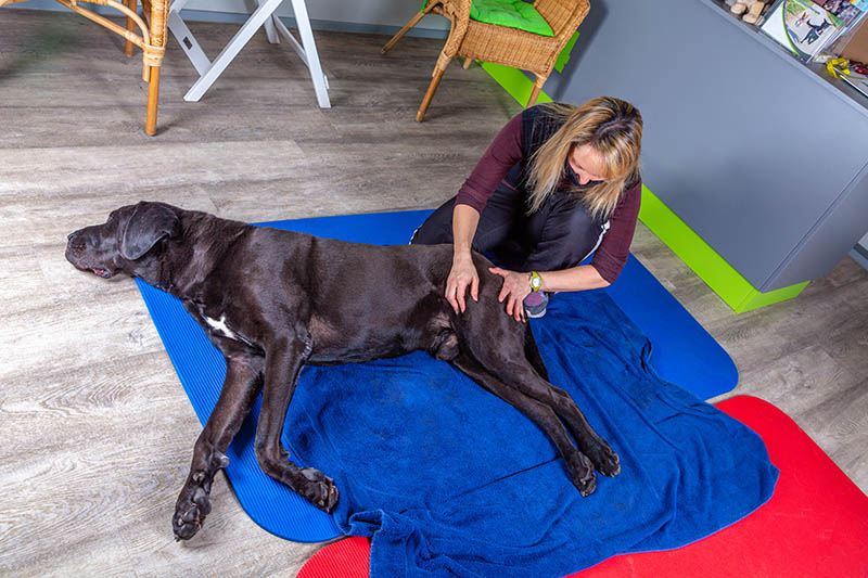 ill dog lying on the floor during treatment