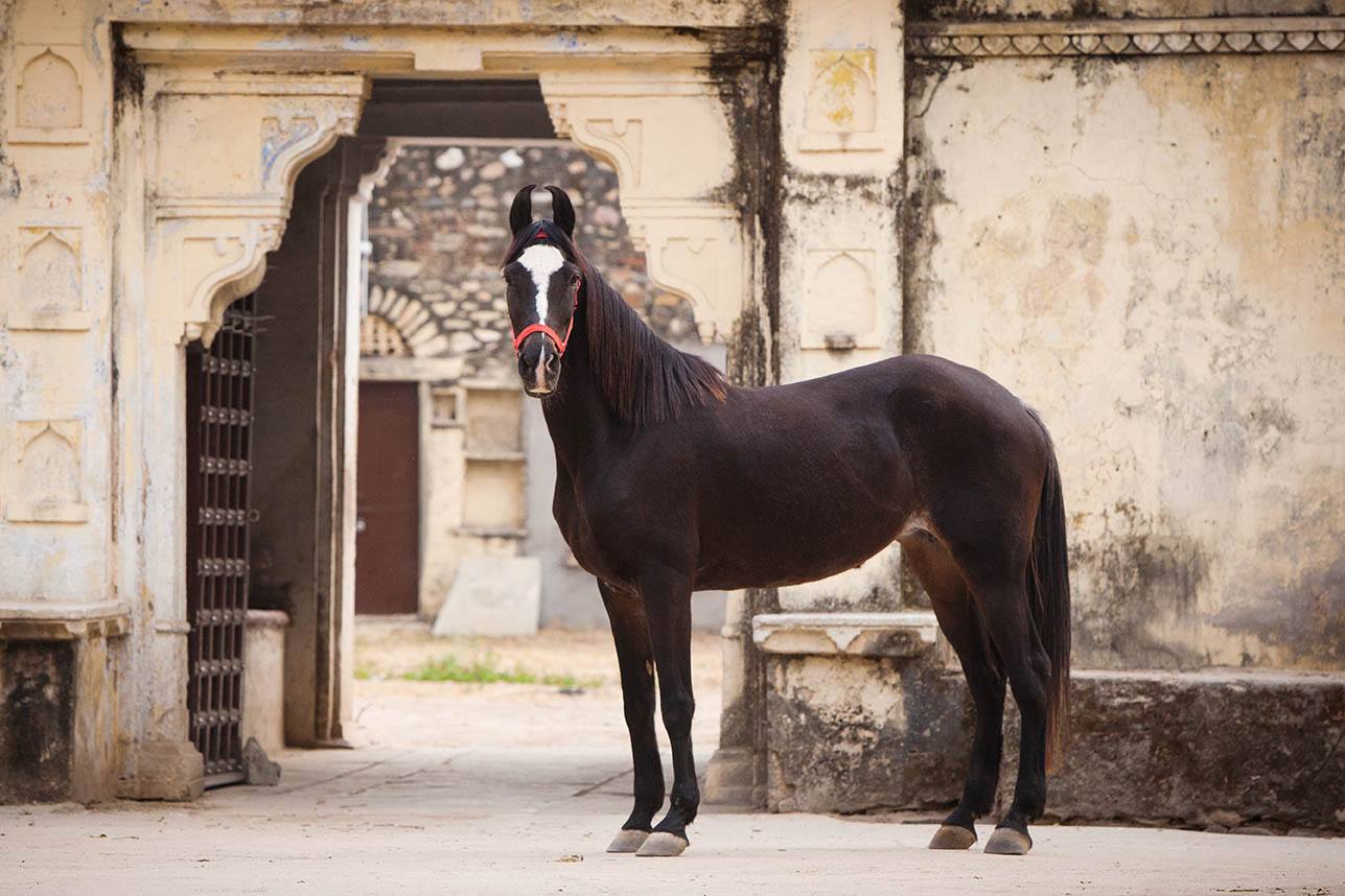 Indian marwari horse