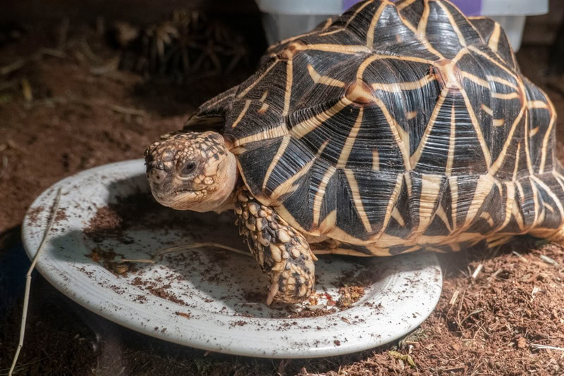 indian star tortoise