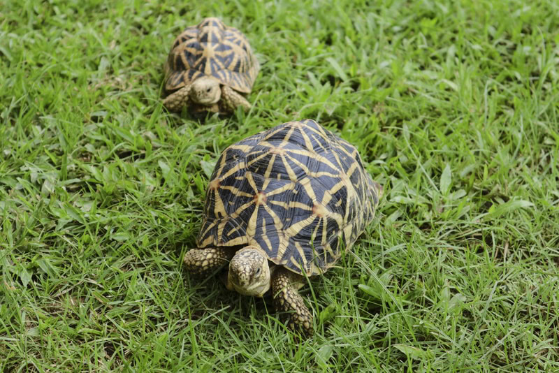 indian star tortoise
