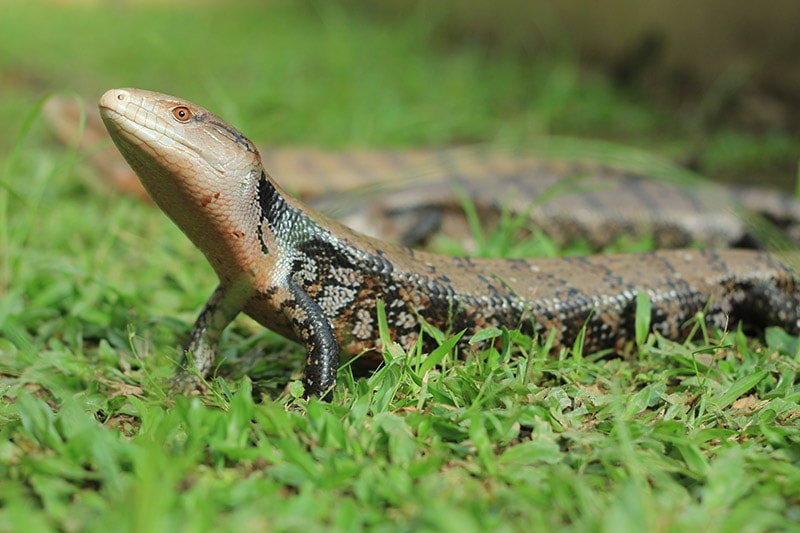 indonesian blue tongued skink