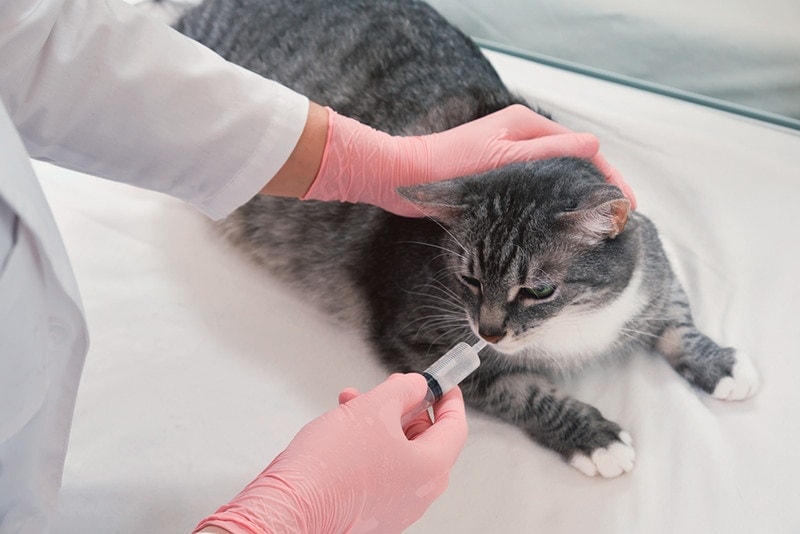 infusion-of-liquid-medicine-by-a-vet-from-a-syringe-into-the-mouth-of-a-cat