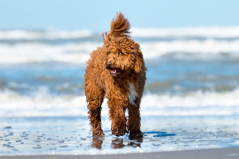 irish doodle in water_Joca de Jong_Shutterstock