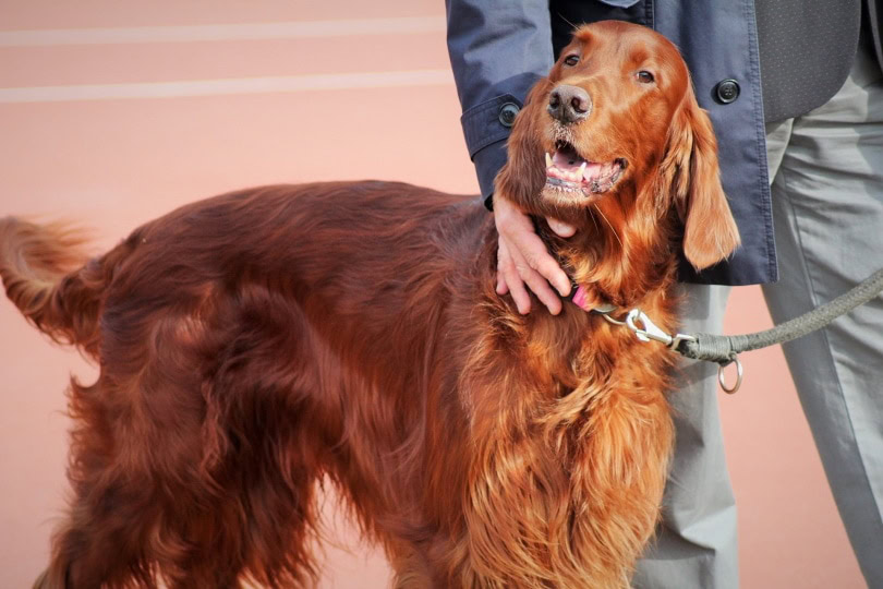 irish setter dog