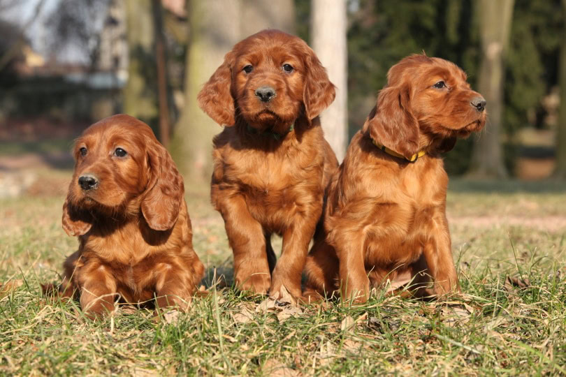 irish setter puppies