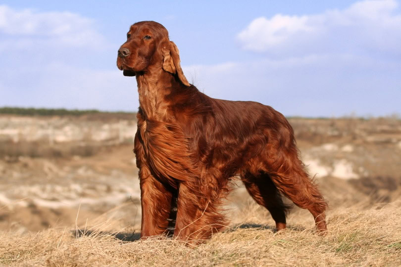 irish setter standing in the field