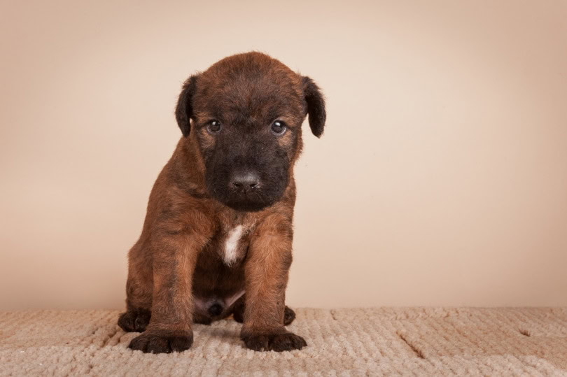 irish terrier puppy sitting