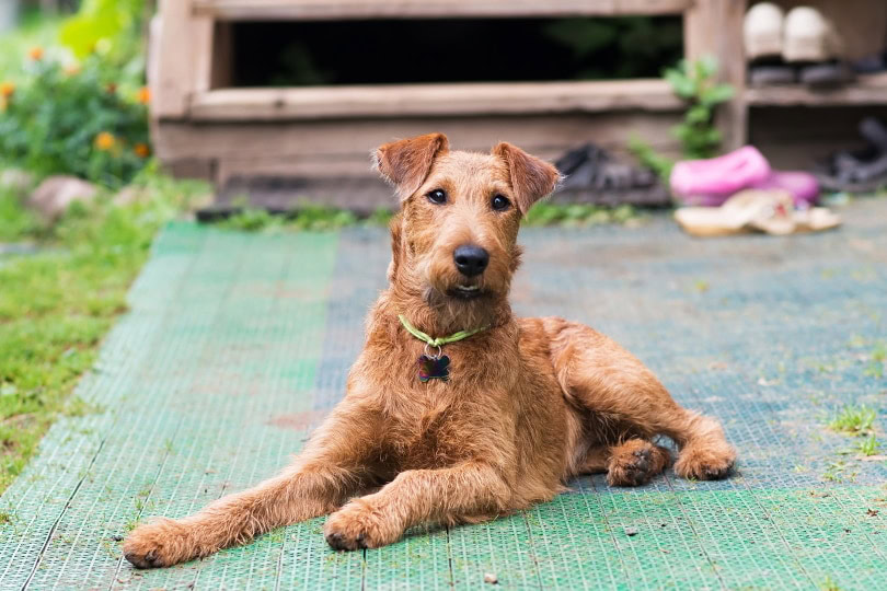 irish terrier sitting