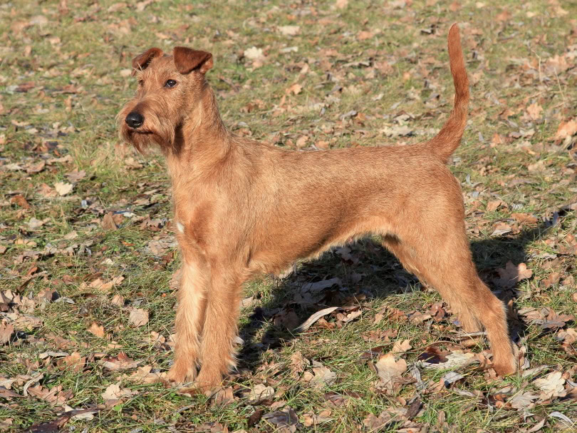 irish terrier standing on the grass