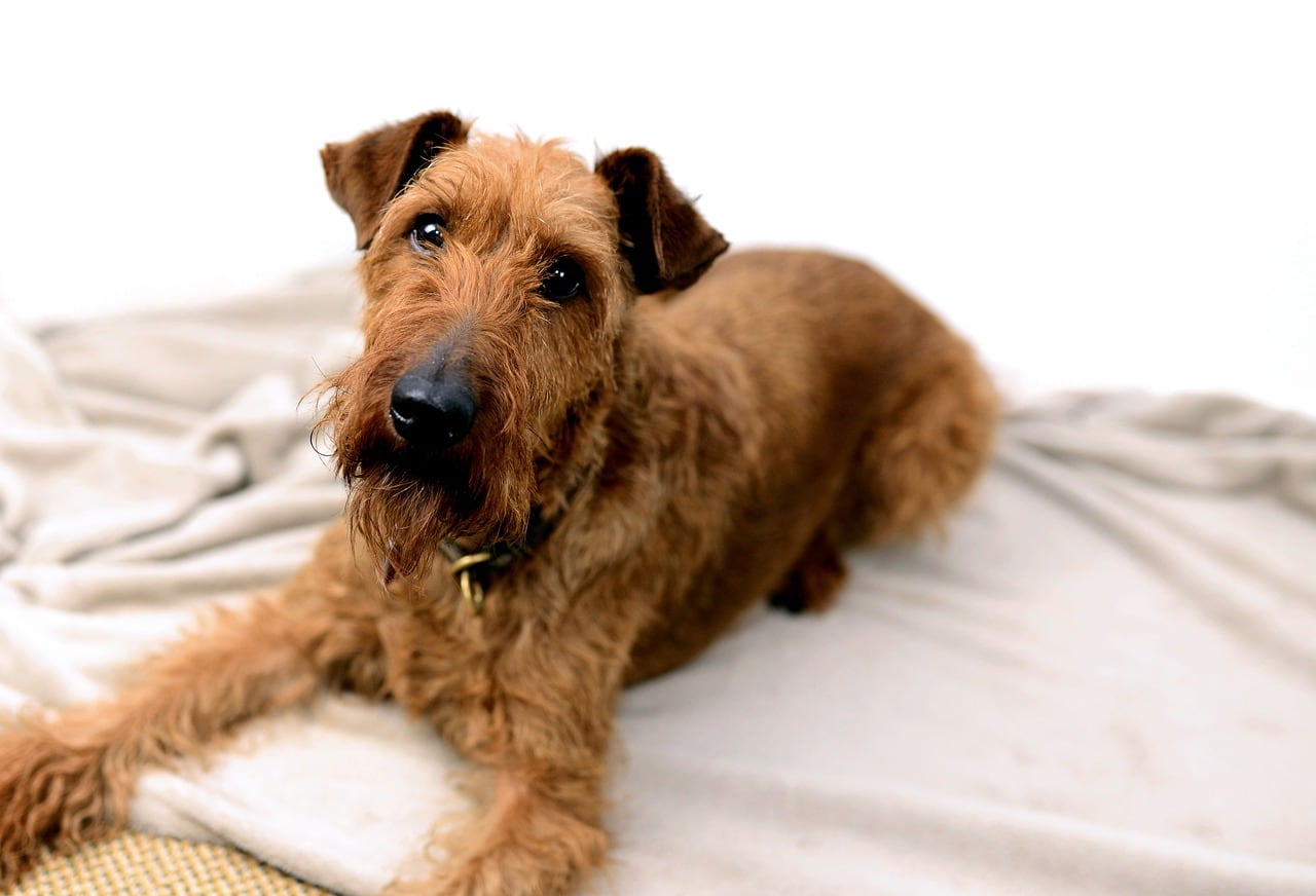 irish terrier